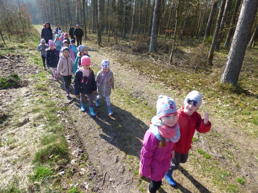 Przedszkolaki z Przechlewa sadzą las