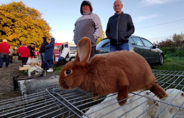 Handel żywymi zwierzętami na targowisku przy ul. Bawełnianej w Piotrkowie