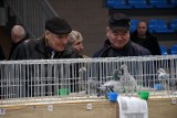 Wystawa gołębi pocztowych w Piotrkowie. Hodowcy podsumowali sezon, 4.12.2022 - ZDJĘCIA