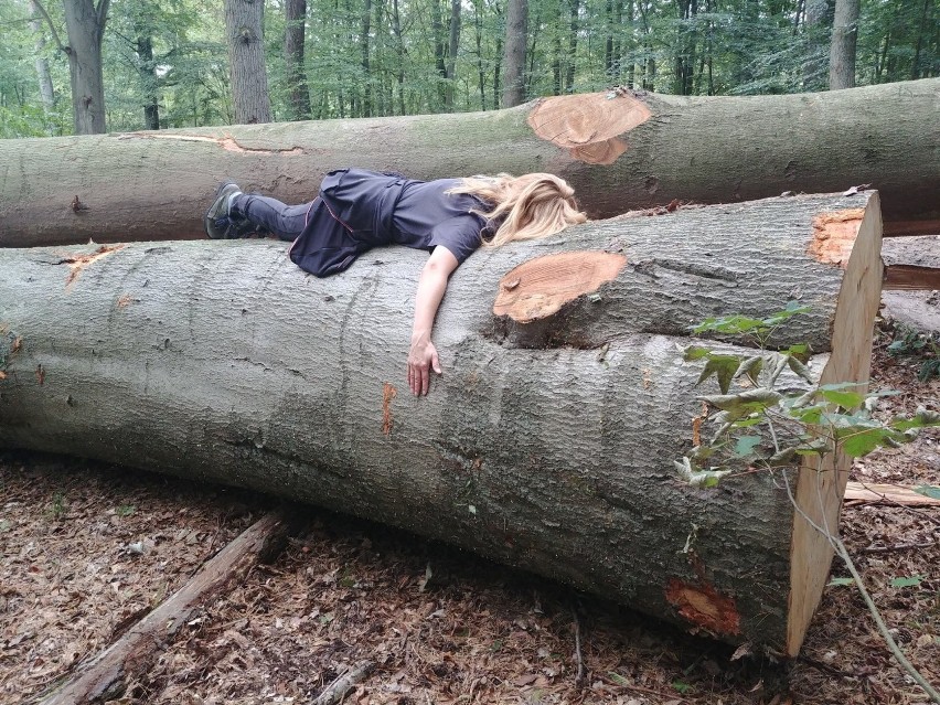 Wycinka drzew w Puszczy Bukowej. Leśnicy: To wymiana pokoleń [ZDJĘCIA]