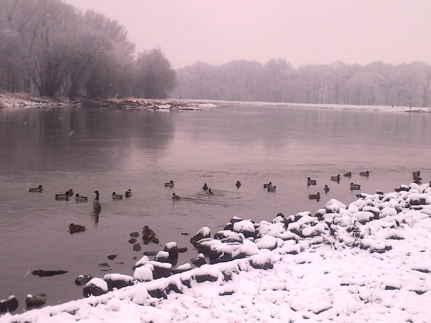 Pierwszy śnieg tej zimy i kaczki czekające na chlebek :)