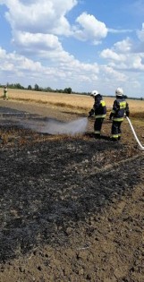 Gmina Dobrzyca. Pożar ścierniska w Galewie i trawy przy drodze Dobrzyca - Polskie Olędry.