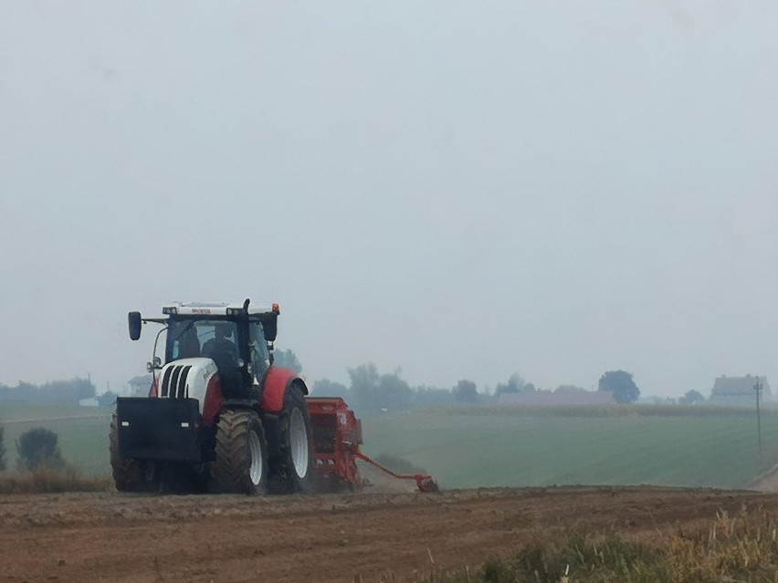 Od 3 października ma ruszyć nabór wniosków na pomoc suszową...