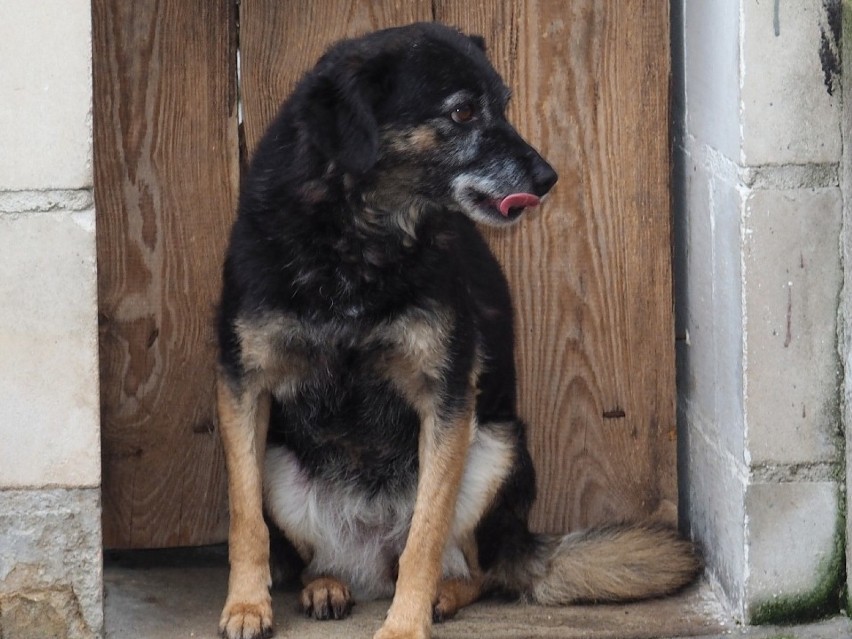 Psy do adopcji w schronisku dla zwierząt w Radomsku (2019)