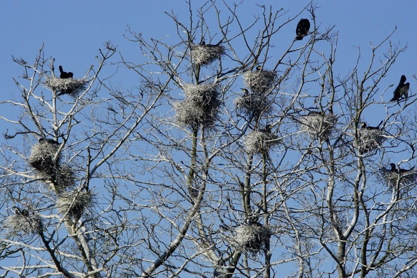 Ornitolodzy policzyli ptaki bytujące na jeziorze Wigry 28.04.2020. Wzrosła liczba kormoranów