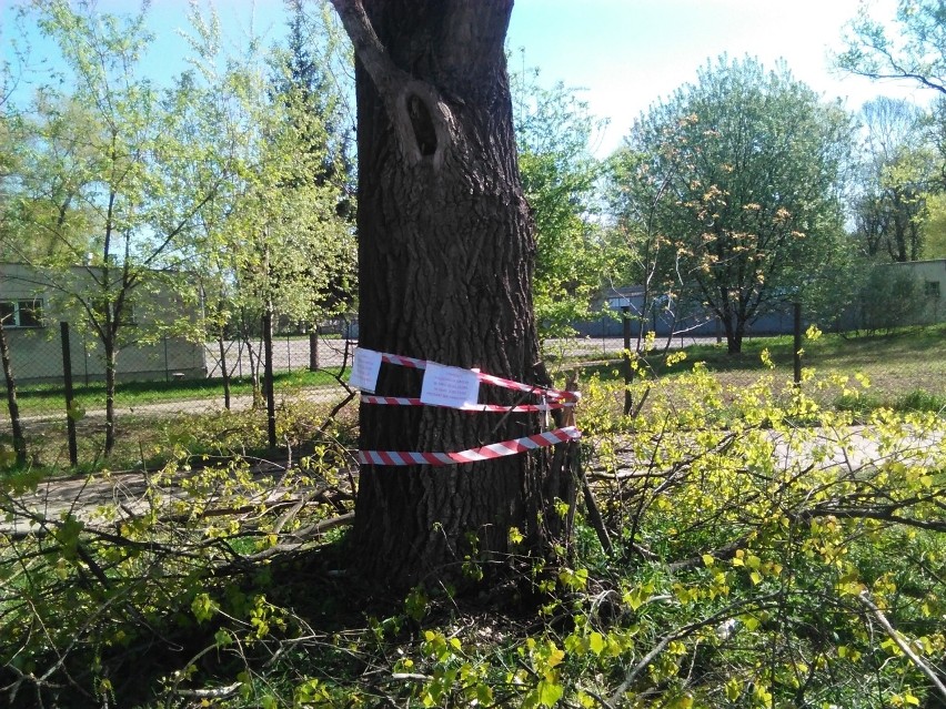 Kraków. Rzeź drzew na Grzegórzkach. Urzędnicy zapowiadają kontrolę [ZDJĘCIA]