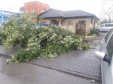 Silny wiatr powalał drzewa. Strażacy mieli kilkadziesiąt interwencji w Kujawsko-Pomorskiem [zobacz zdjęcia]