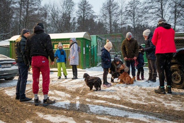 Tymczasowe domy w ramach akcji "Mrozy" znalazło 109 psiaków z Tarnowskiego Azylu dla Zwierząt. Pracownicy schroniska marzą, aby jak najmniej z nich wróciło do schroniskowych boksów.