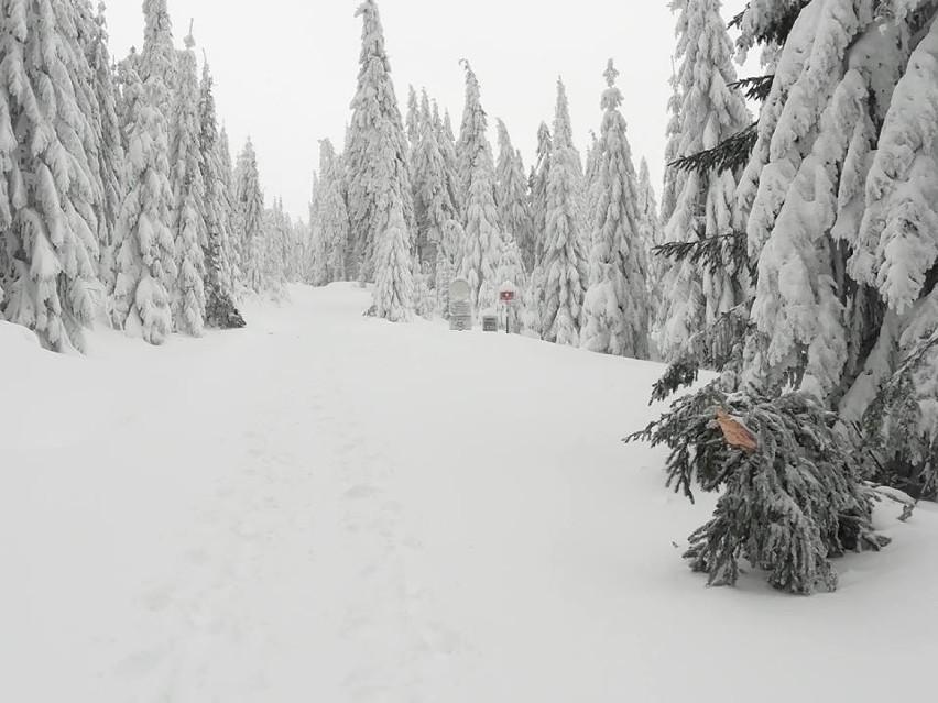 Pod ciężarem śniegu łamią się drzewa w Karkonoskim Parku Narodowym [ZDJĘCIA]
