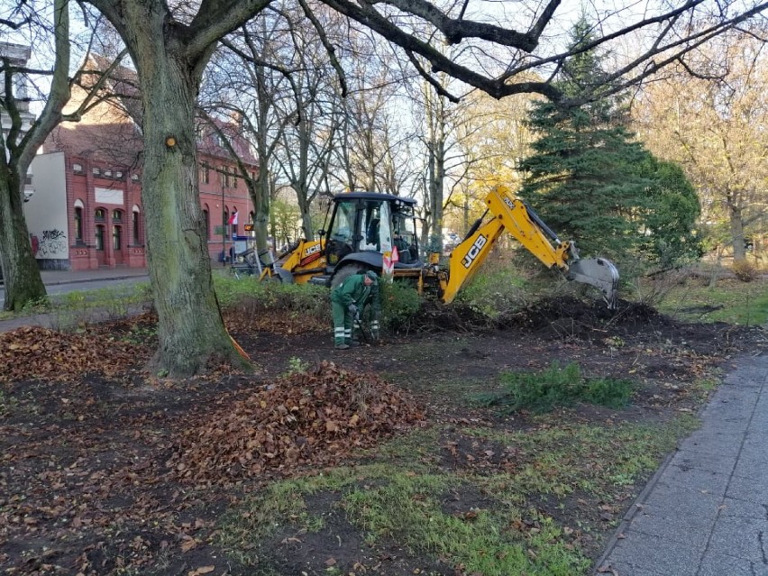 W Kołobrzegu parkowa rewolucja, śnieguliczki robią miejsce m.in. dereniom, bluszczom