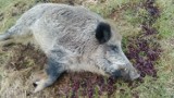 Afrykański pomór świń może pojawić się w Żorach - urzędnicy ostrzegają