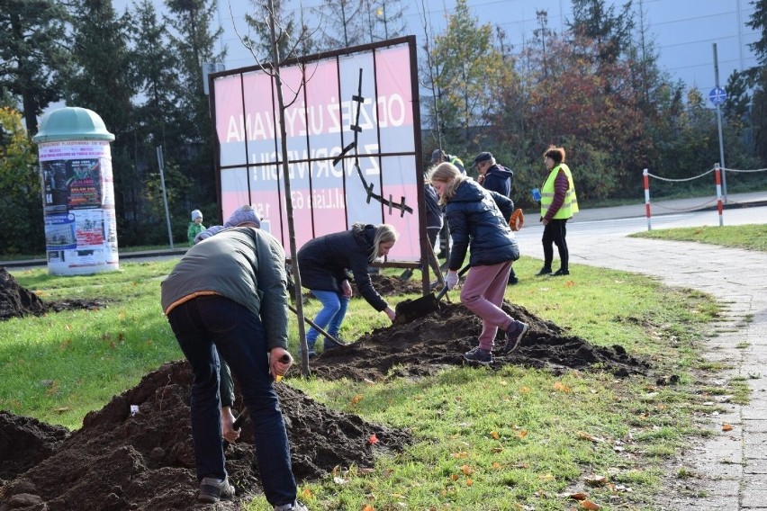 Zdjęcia z akacji sadzenia drzew na 800-lecie miasta, która...