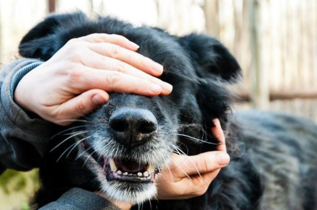 Piast był spokojnym, zrównoważonym psem - oceniają wolontariusze z sopockiego schroniska. Być może zbyt szybko chciano zrobić z niego „kanapowca”