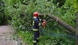 Powalone drzewo zablokowało linię kolejową Grudziądz - Toruń