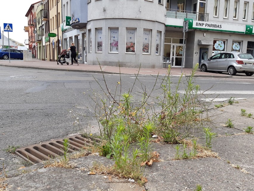 Centrum Goleniowa, chwasty po pas. Nikt tego nie widzi?