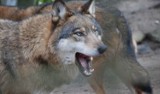 Czy wilki są dla nas zagrożeniem? Co robić w razie kontaktu?