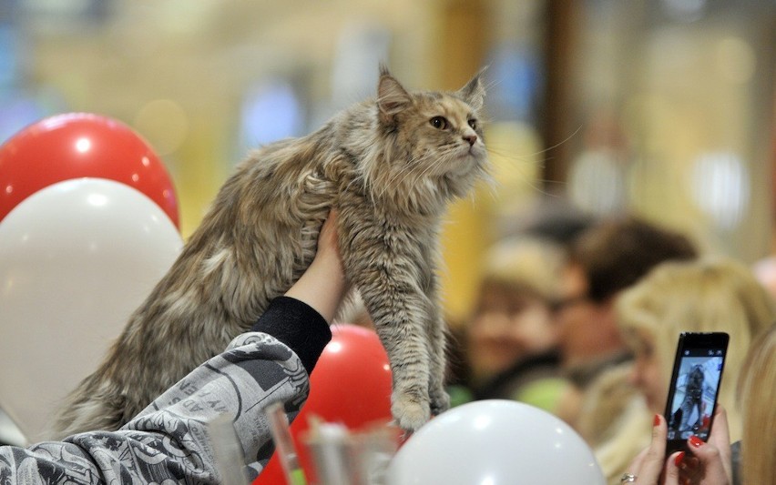 Miedzynarodowy Dzień Kota: Zobacz ZDJĘCIA kotów zaprezentowanych w Galerii Bałtyckiej