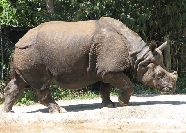 Nosorożec indyjski  /
