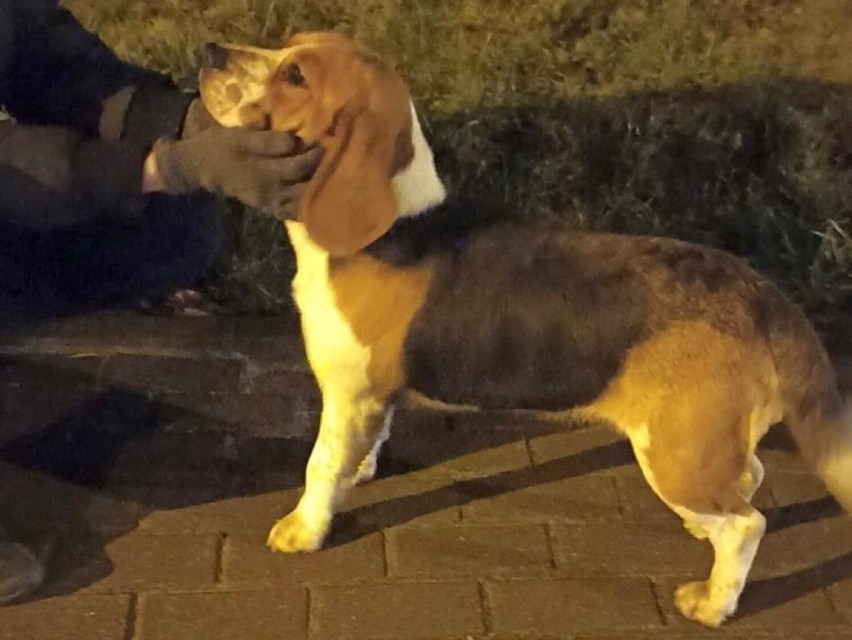 Policjantka z Radziejowa znalazła psa. Poszukiwany jest właściciel [zdjęcia]