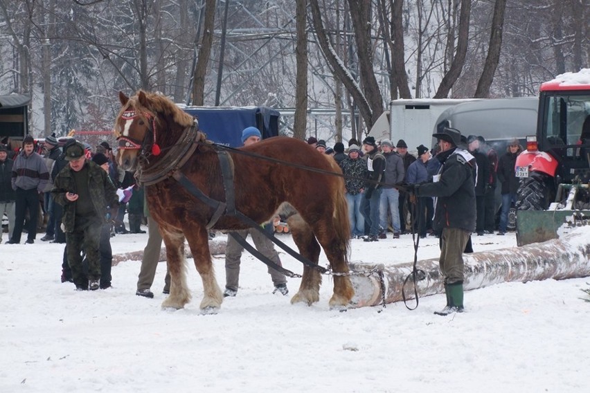 Węgierska Górka: Międzynarodowe Zawody Furmanów 2013 [ZOBACZ ZDJĘCIA]