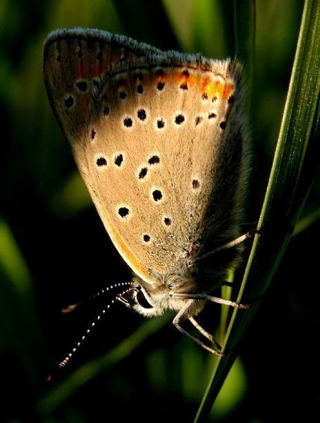 Czerwończyk płomieniec (Lycaena hippothoe) - samiec