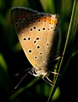 Motyle. Czerwończyk płomieniec (Lycaena hippothoe)