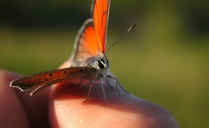 Czerwończyk płomieniec (Lycaena hippothoe) - samiec