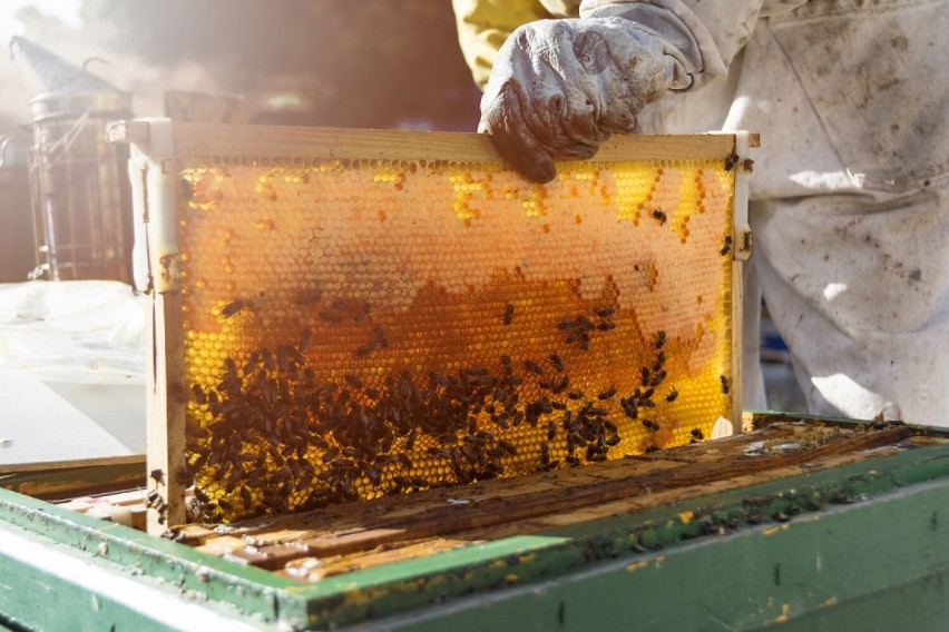  Wsparcie dla pszczelarzy. Samorząd Województwa Wielkopolskiego przeznaczy 2 mln zł na węzę dla pasiek