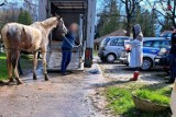 Skandal w Górkach Wielkich! Policja odebrała właścicielowi wychudzone konie