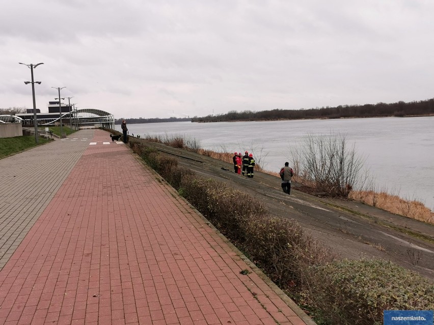 Pies w Wiśle we Włocławku. Akcja ratunkowa straży pożarnej, WOPR i schroniska dla zwierząt [zdjęcia]