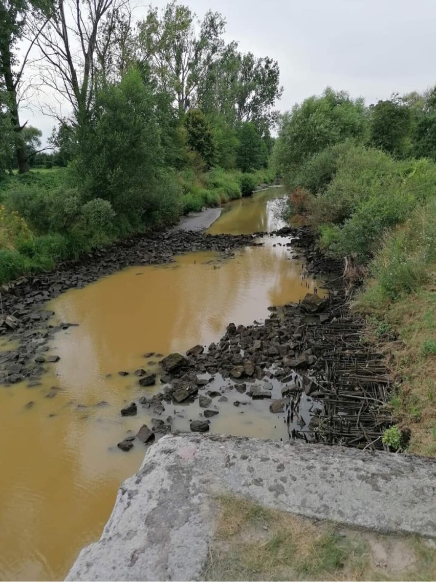 Kilometrowy odcinek Prosny odcięty. Wędkarze ratowali ryby w wysychających kałużach. ZDJĘCIA