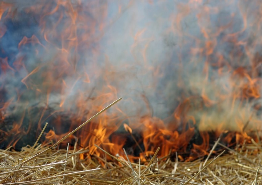 Pożar pola w Skrzetuszu