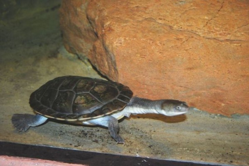Żółw wężoszyi we wrocławskim zoo