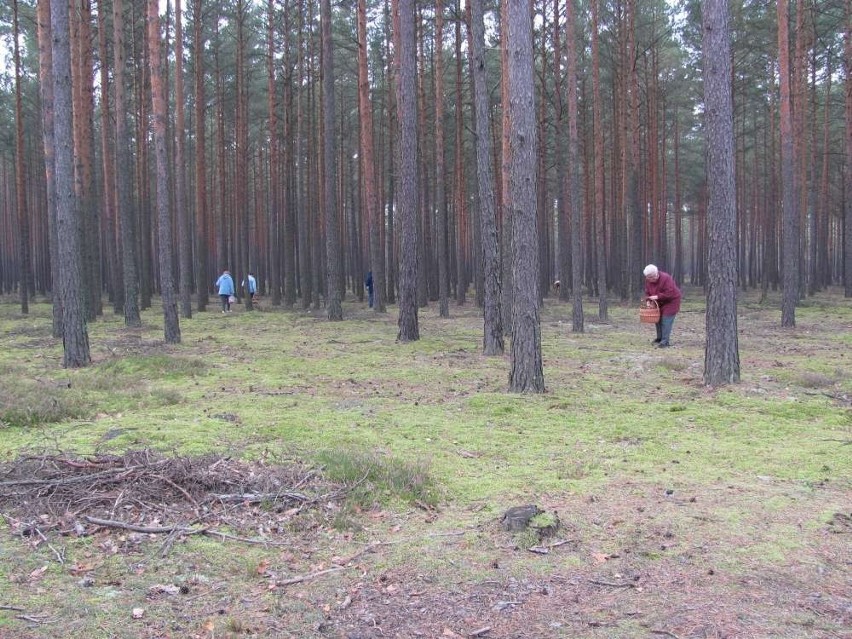 Nowy Tomyśl. Grzybobranie seniorów [FOTO]