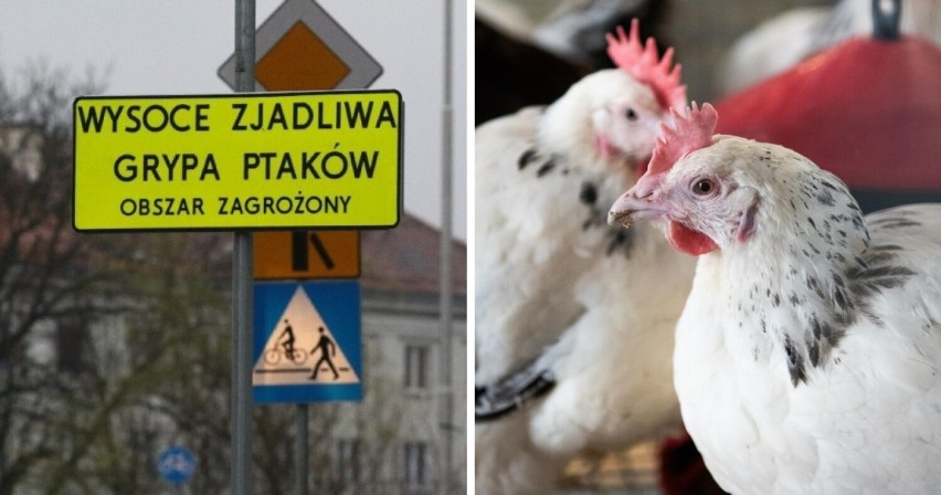 Wysokozjadliwa grypa ptaków (HPAI) - ognisko wirusa na Śląsku! Są obostrzenia dla hodowców drobiu - LISTA MIAST