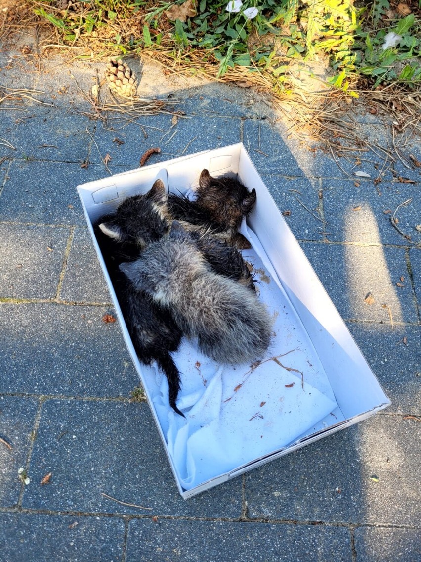 Cztery małe kocięta zostały wyrzucone do kosza na śmieci