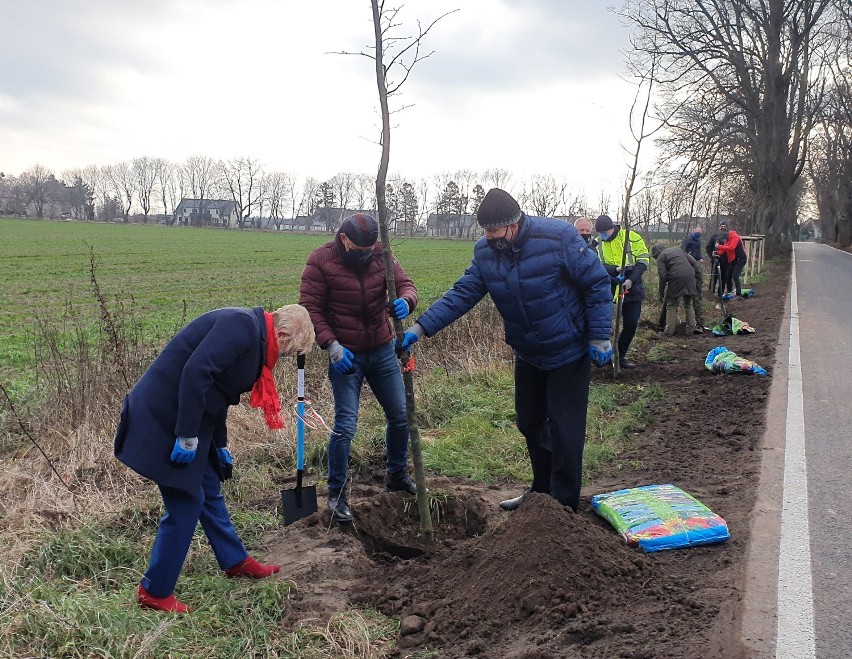 Czterorzędowa aleja pomiędzy Rzucewem i Osłoninem: sadzenie drzew - 8 grudnia 2020