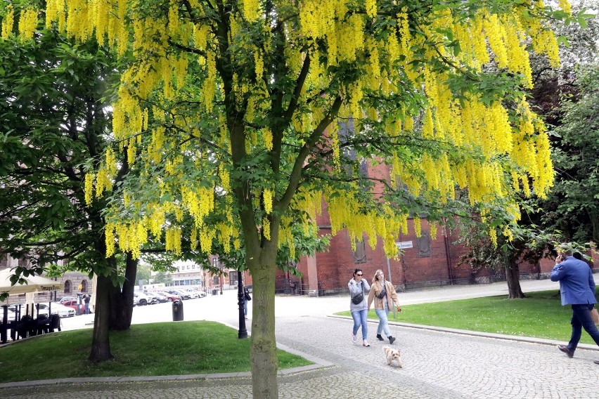Trujące drzewa rosną w centrum Legnicy! Właśnie zakwitły, zobaczcie zdjęcia