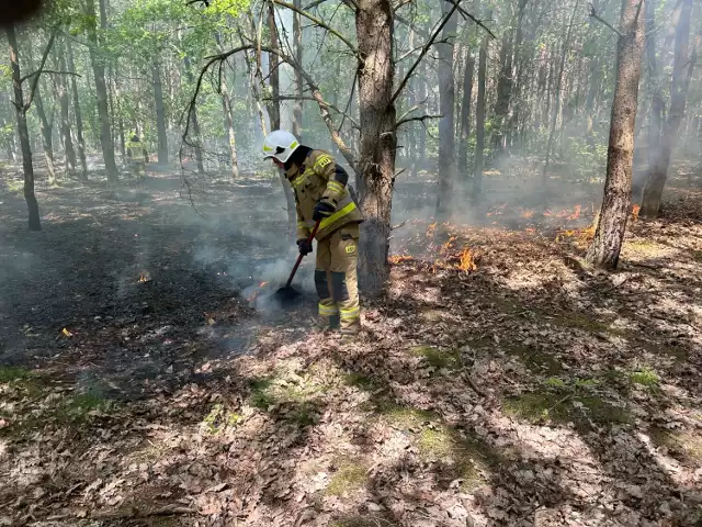 Pożar lasu w Janówku - poinformowała w niedzielę Komenda Powiatowa Państwowej Straży Pożarnej z Nowego Dworu Mazowieckiego