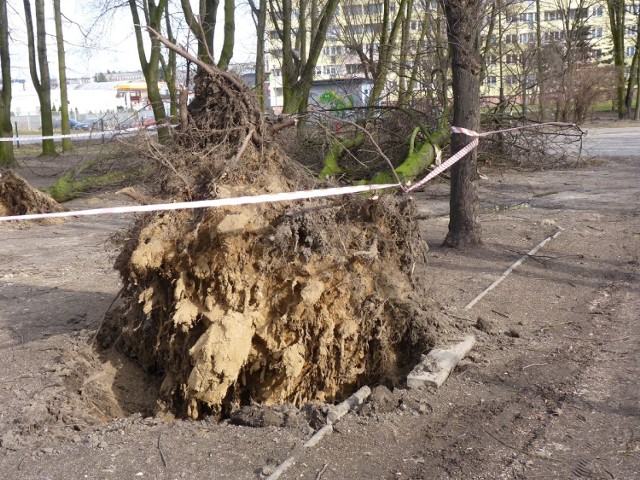 Powalone drzewa w Parku Świętojańskim w Radomsku