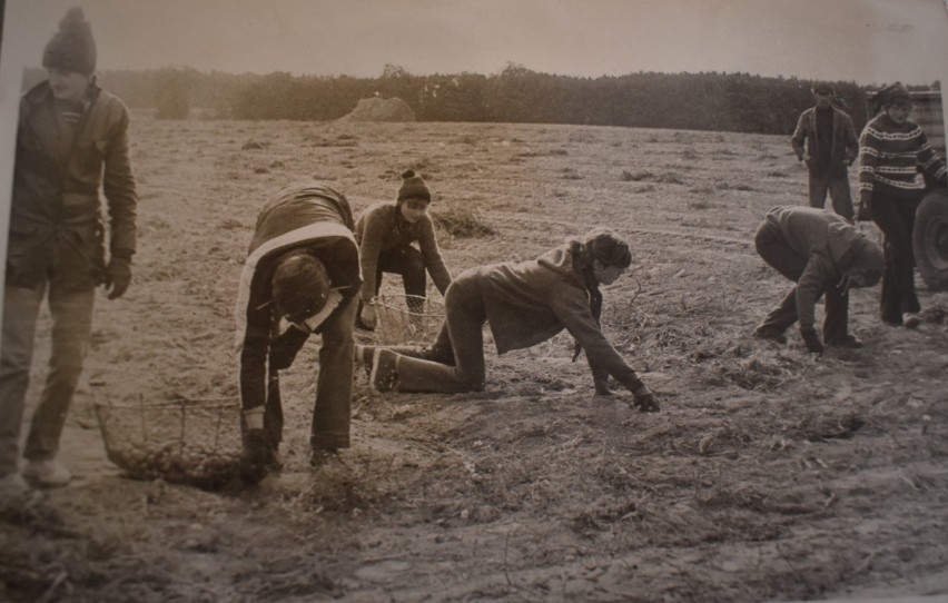 Z kroniki szkolnej - Ochotnicze Hufce Pracy Liceum Ogólnokształcącego im. St. Staszica - lata 80.