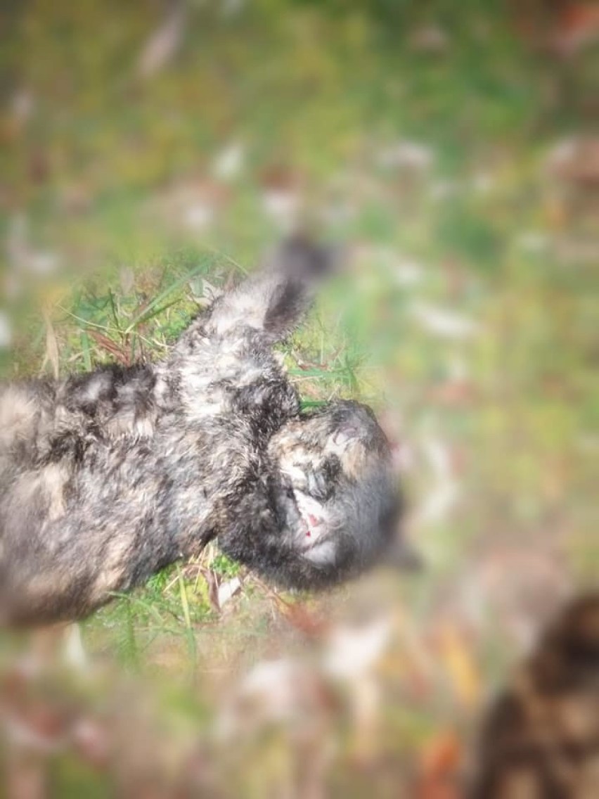 Na os. Kaszubskim w Wejherowie znaleziono trzy koty z urazami głowy [UWAGA! DRASTYCZNE ZDJĘCIA]