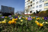 W kwietniu na rondach zakwitną stokrotki