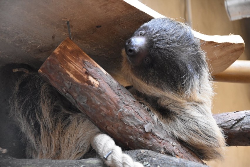 Nowa mieszkanka zamojskiego ZOO. Leniwiec ma już towarzyszkę. Zobacz zdjęcia