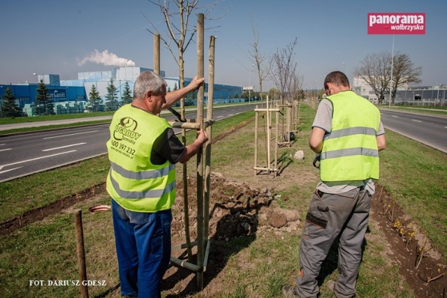 Sadzenie drzew i krzewów ozdobnych na ul. Uczniowskiej w Wałbrzychu