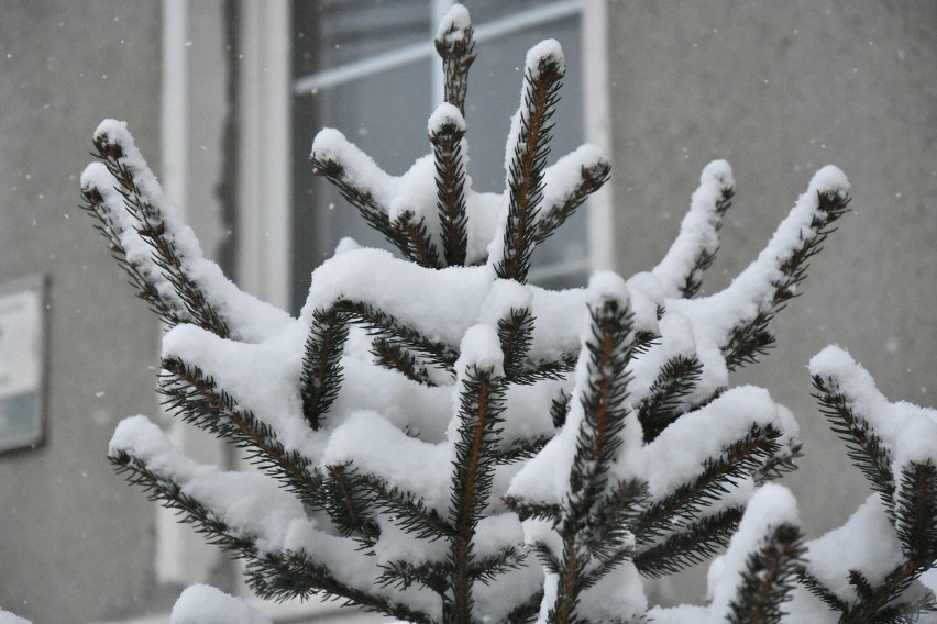 Obfite opady śniegu w Legnicy, momentalnie zrobiło się biało!