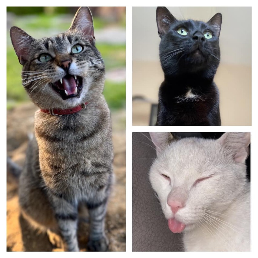 Te koty rządzą w Żorach! Z okazji Międzynarodowego Dnia Kota stworzyliśmy galerię kociaków z naszego miasta. Zobaczcie te ZDJECIA!