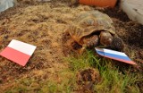 Żółw Stefan typuje wynik meczu Polska - Rosja