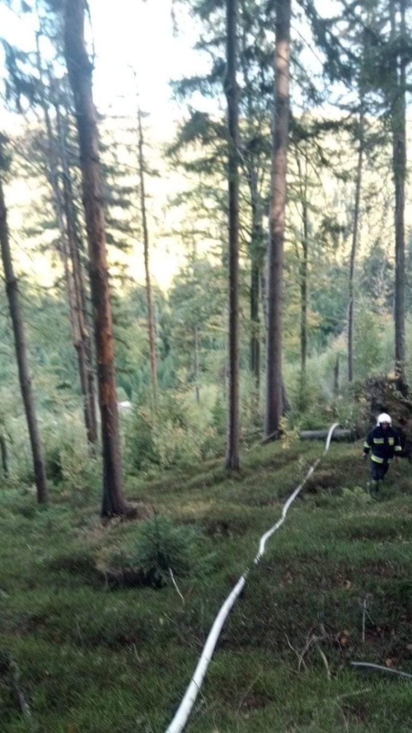 Palił się las. Szybka interwencja strażaków zapobiegła tragedii (ZDJĘCIA)