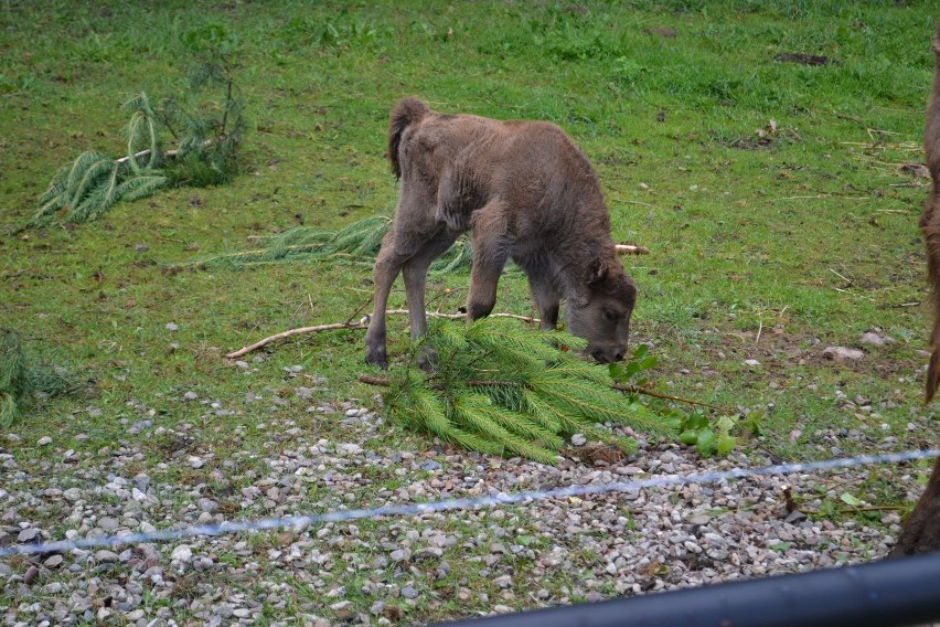 Sieroczyn. W ogrodzie zoologicznym przy Canpolu urodził się żubr